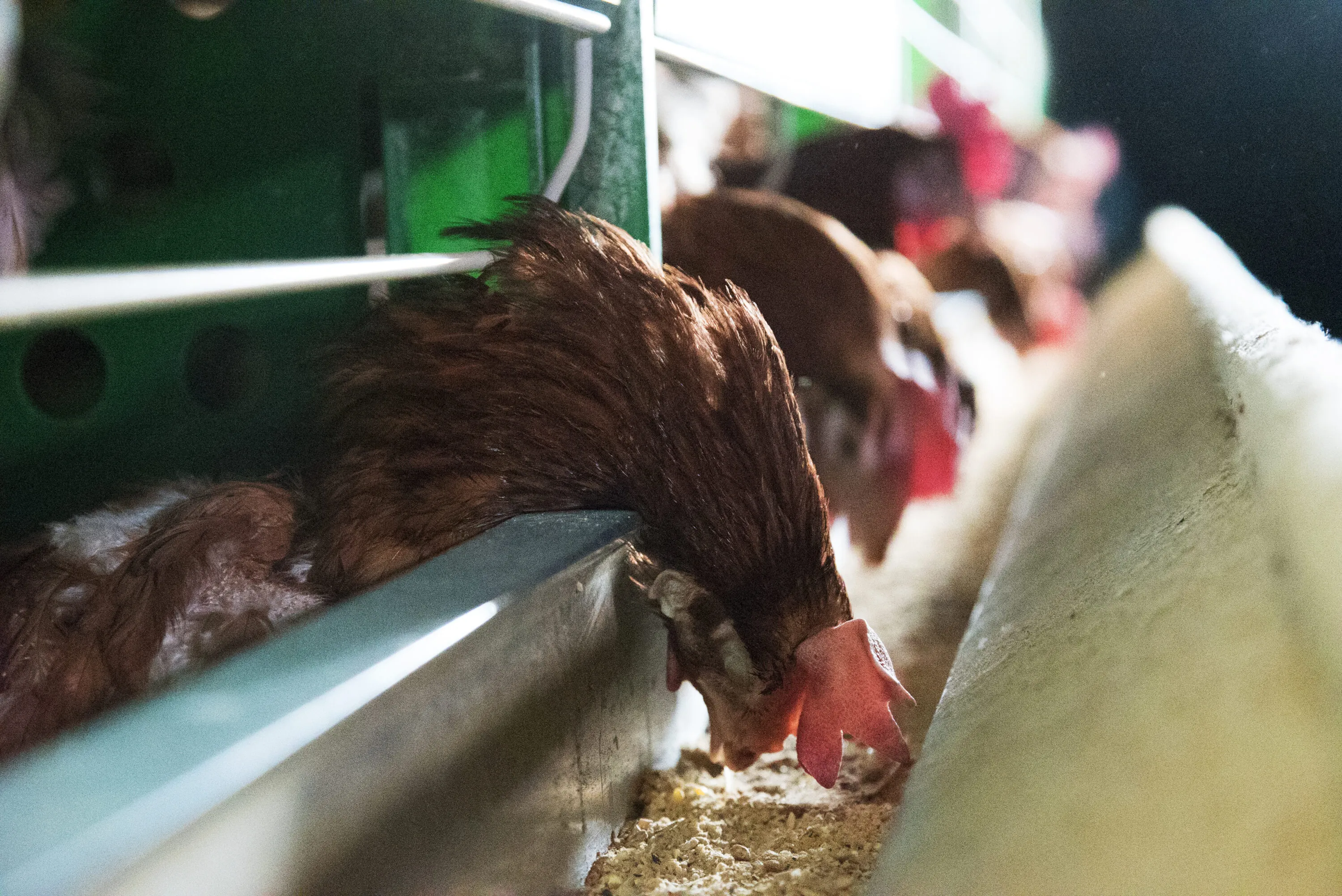 Investigation reveals factory farming industry's early access to the European Commission as new animal welfare policies took shape 2