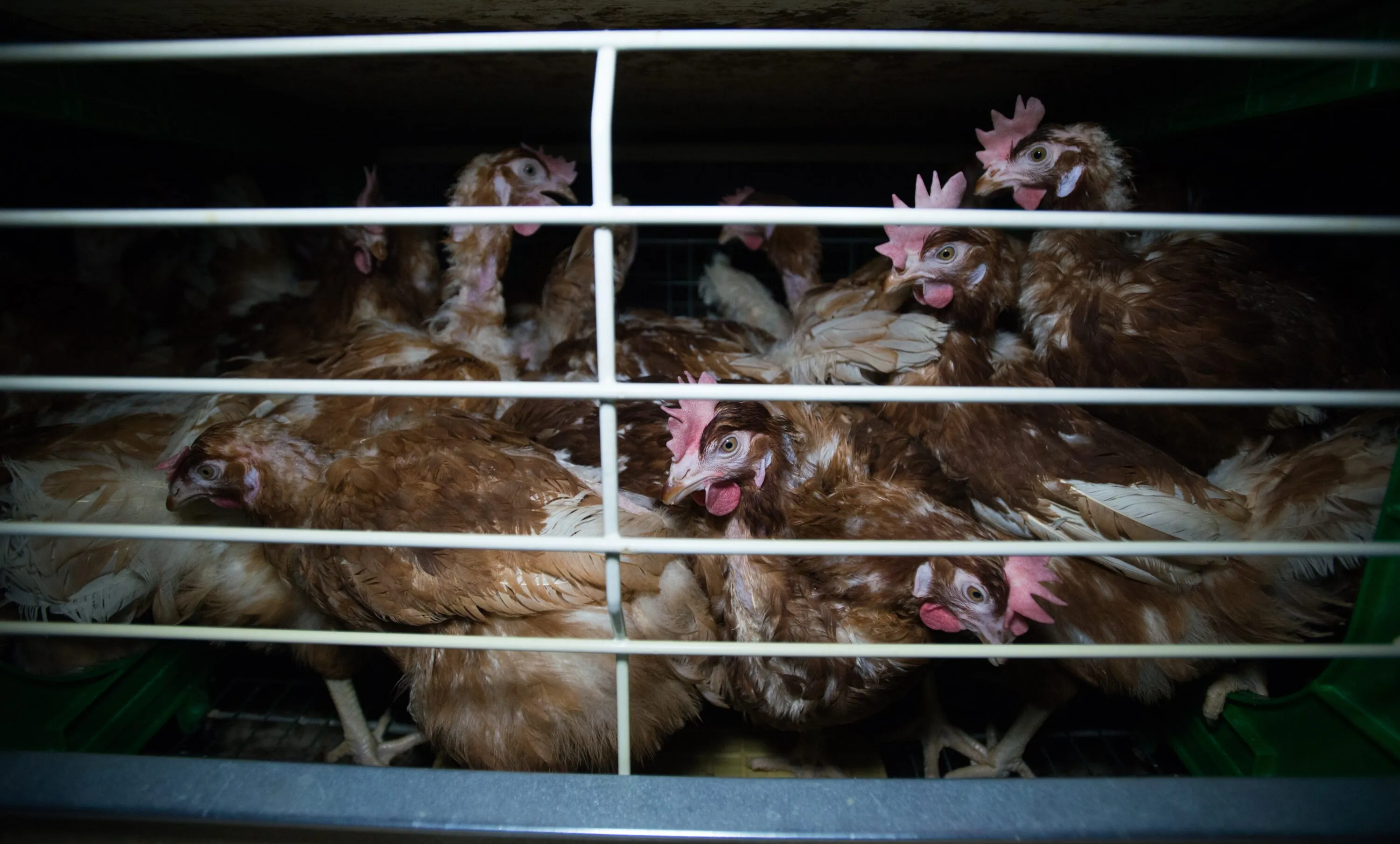 No evidence, no explanation: what happened to the European Commission’s promised reform for animals? 3