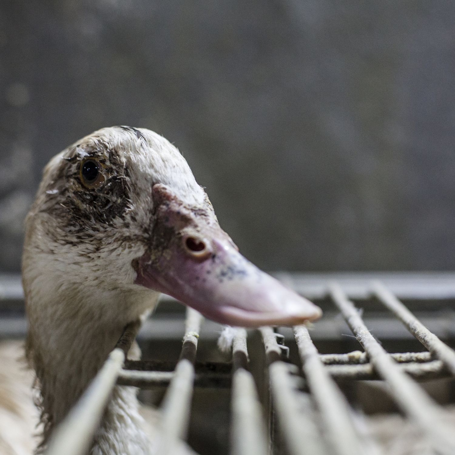 Duck in a cage in foie gras farm