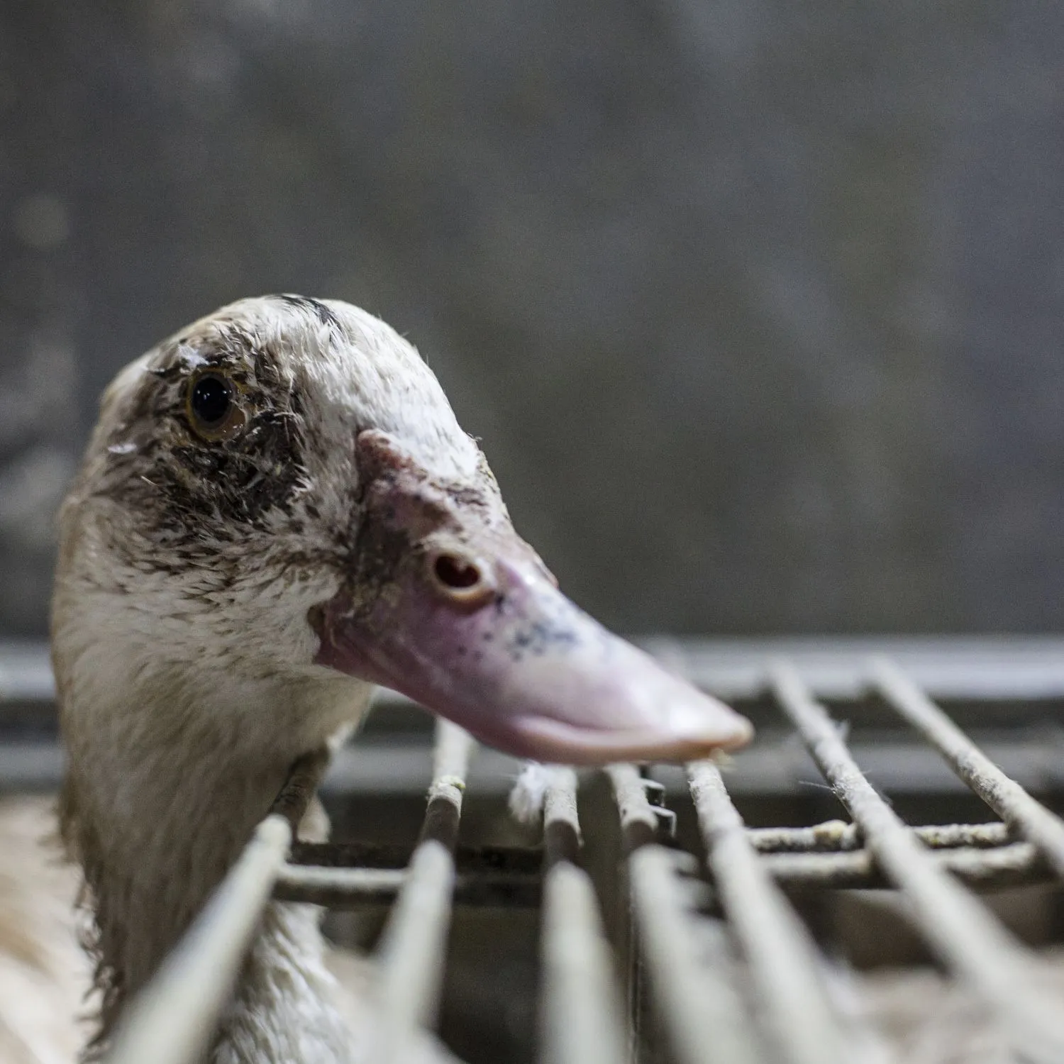 Why the foie gras import ban is at risk, and how to save it 4 Why the foie gras import ban is at risk, and how to save it