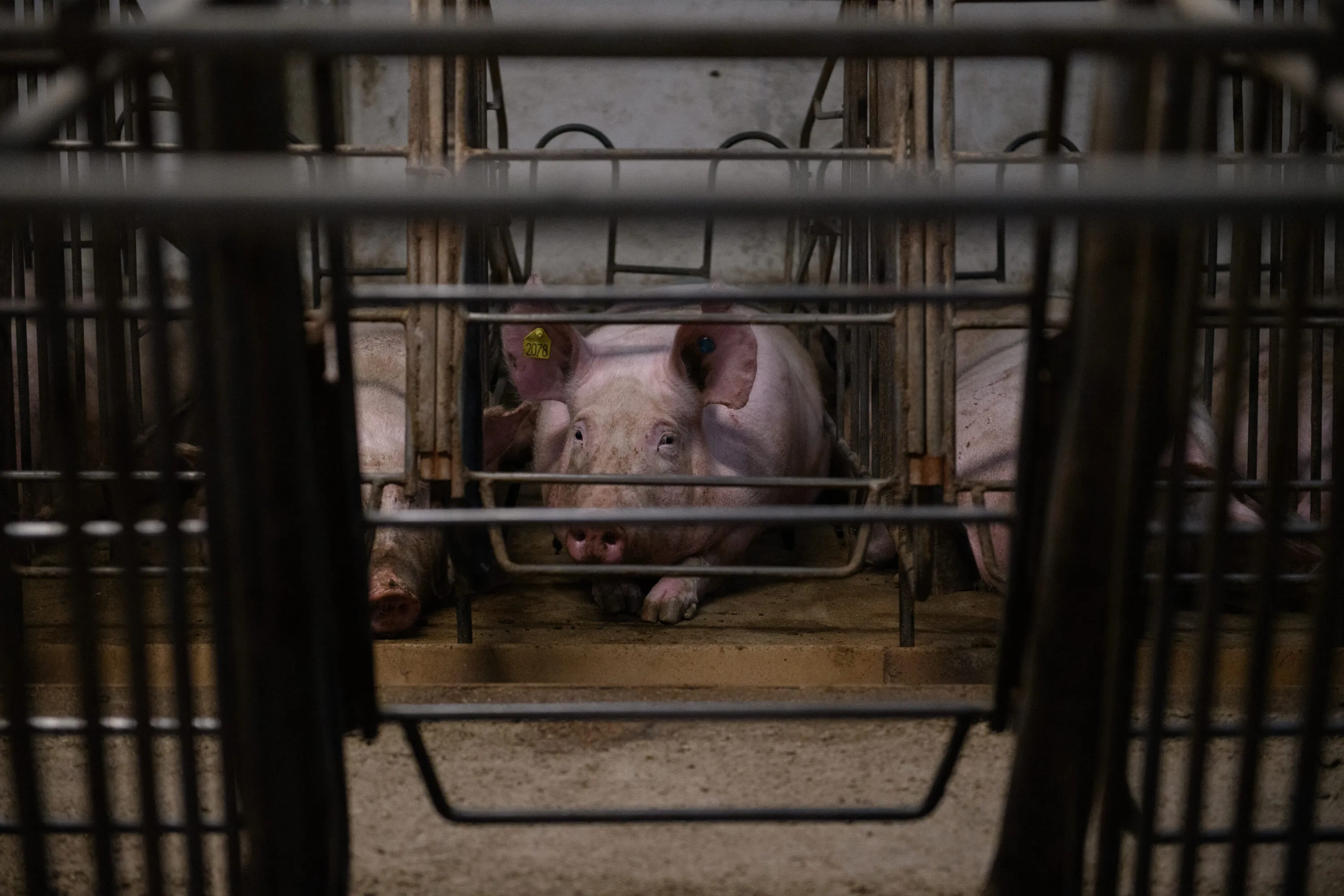 No evidence, no explanation: what happened to the European Commission’s promised reform for animals? 2