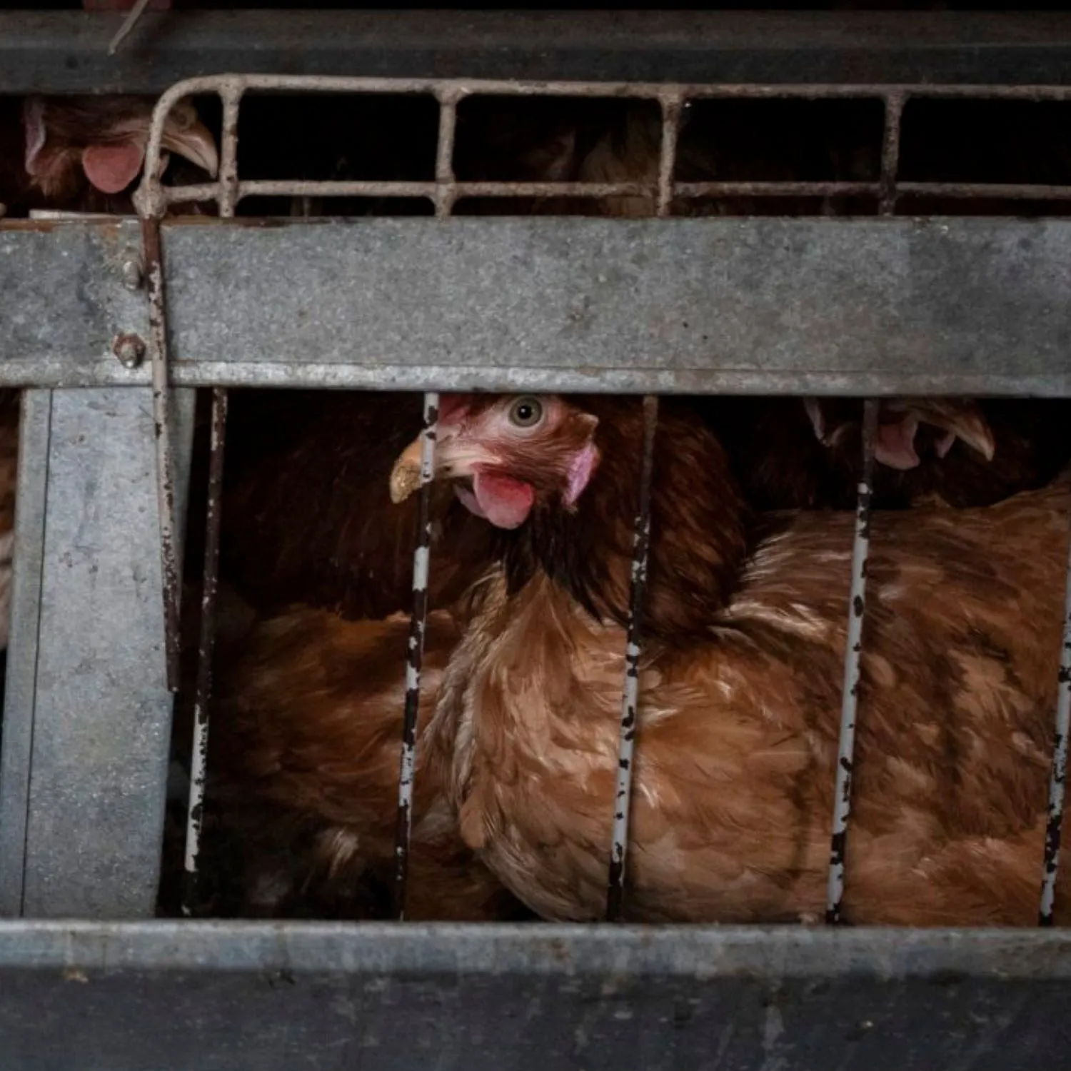 After months of protests, the EU sets a timeline for the first time to ban cages