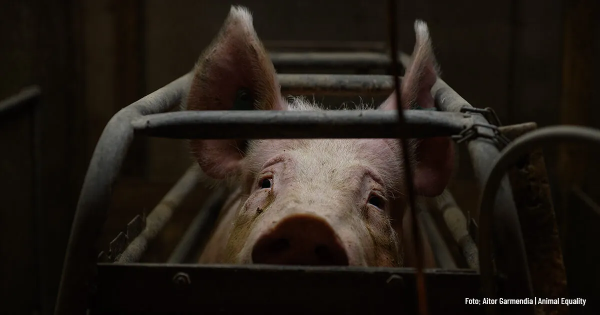 The European Commission responds to AE Germany’s Animal Protection Appeal 2