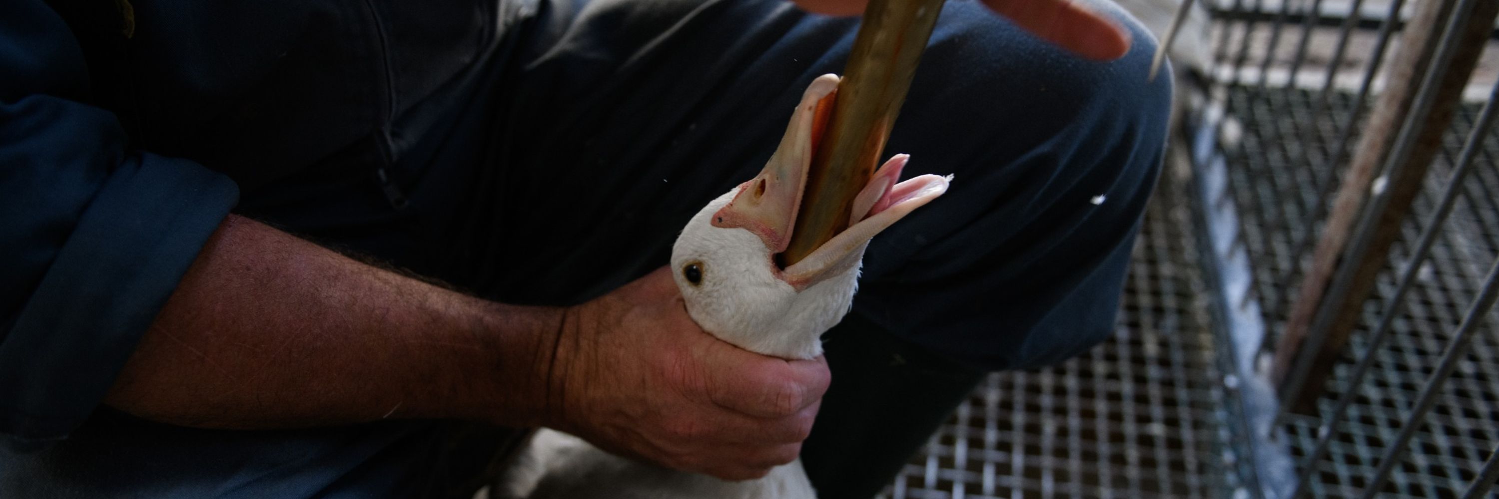 Bird being force fed
