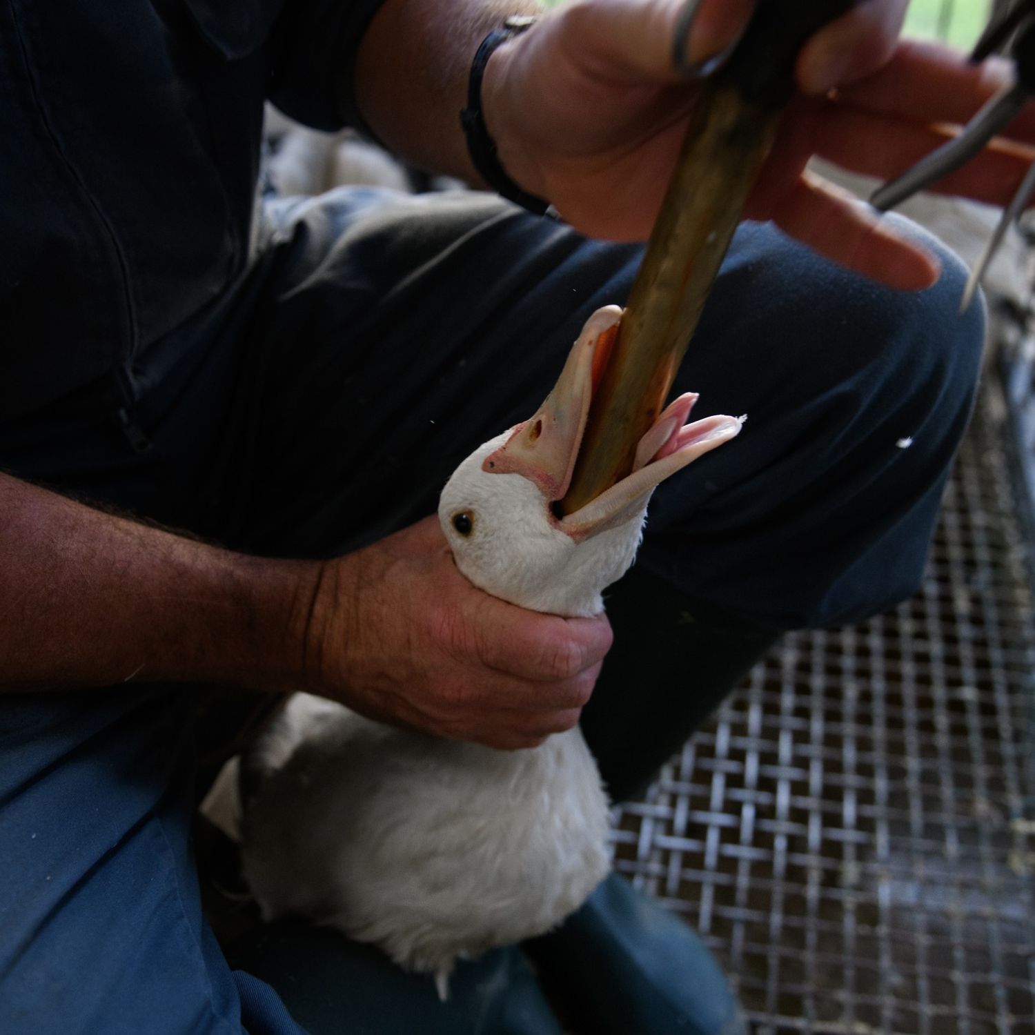 Bird being force fed at farm