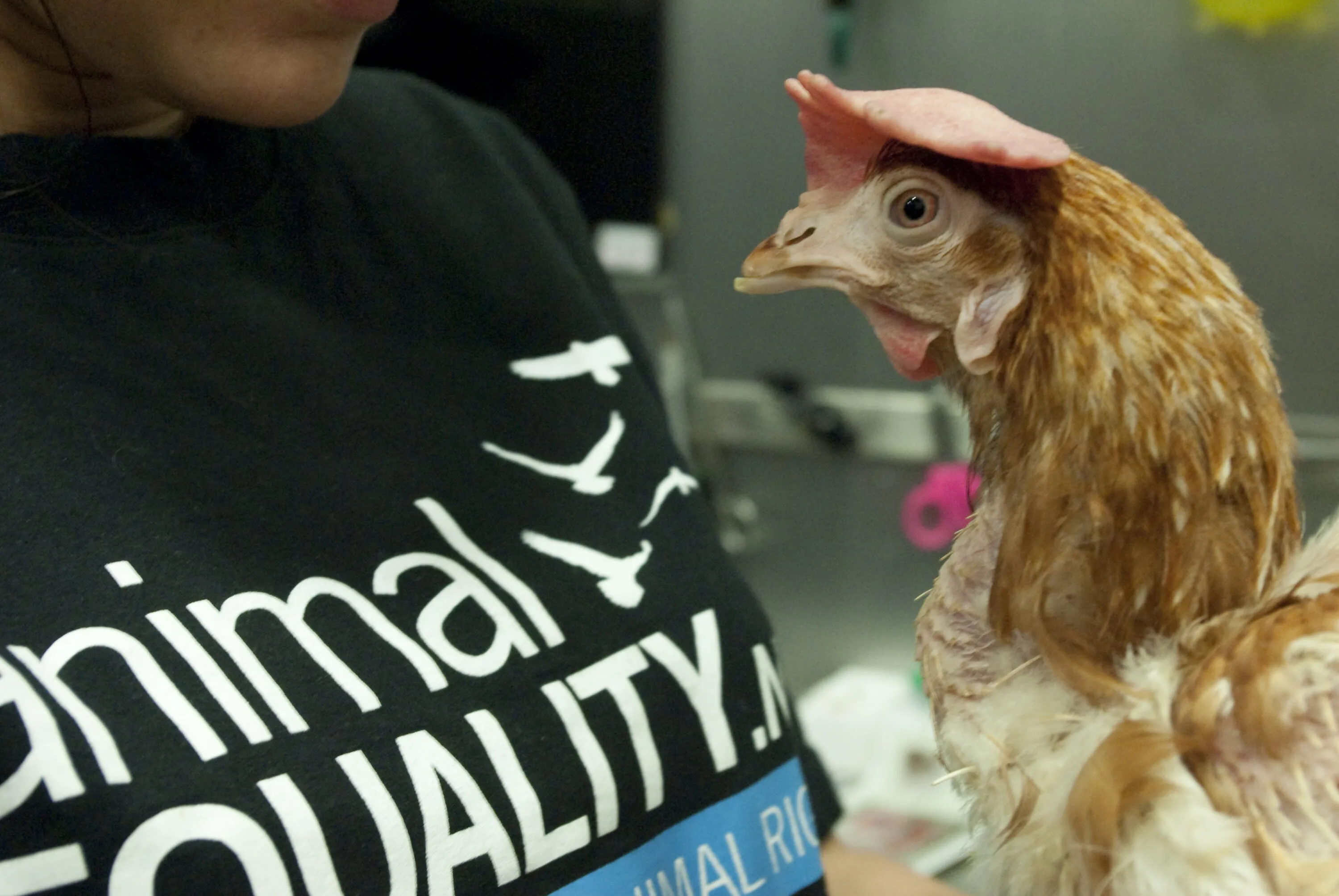 Test your knowledge 1 A hen rescued by Animal Equality activists in Madrid in January 2011. The bird exhibits typical signs of confinement in a factory farm, such as significant feather loss on the neck and a pale comb. An activist wearing an Animal Equality shirt is pictured with the bird, highlighting the open rescue efforts to provide a new life for animals saved from the egg industry.