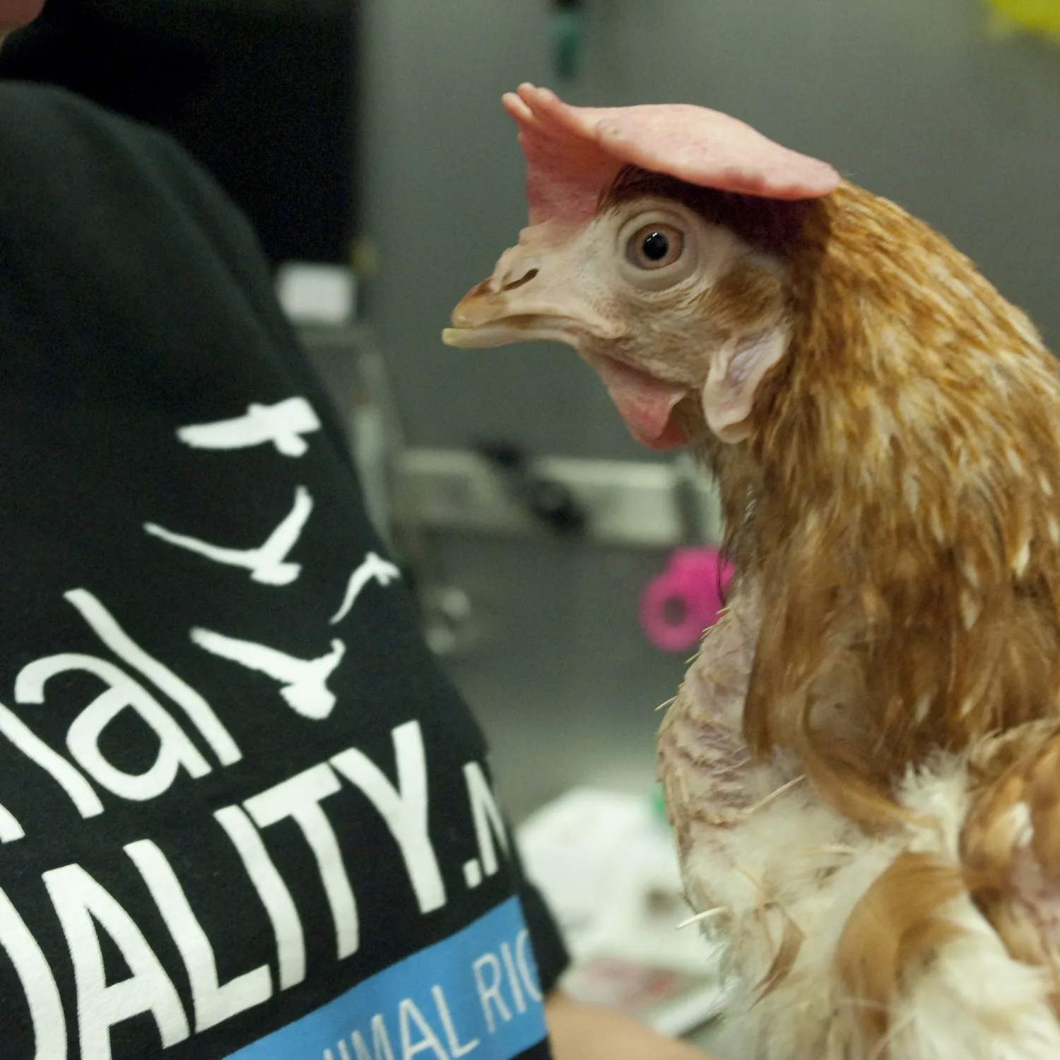 A hen rescued by Animal Equality activists in Madrid in January 2011. The bird exhibits typical signs of confinement in a factory farm, such as significant feather loss on the neck and a pale comb. An activist wearing an Animal Equality shirt is pictured with the bird, highlighting the open rescue efforts to provide a new life for animals saved from the egg industry.