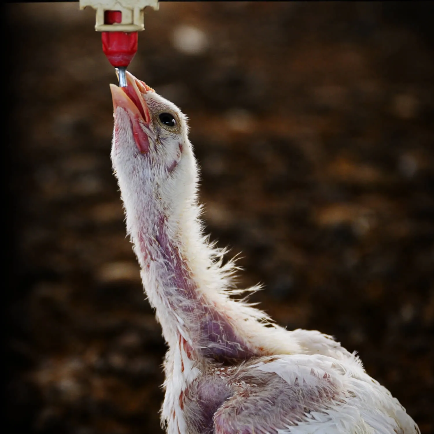 Chickens That Can’t Walk and Corpses Among Live Animals: An Investigation into Argentine Farms