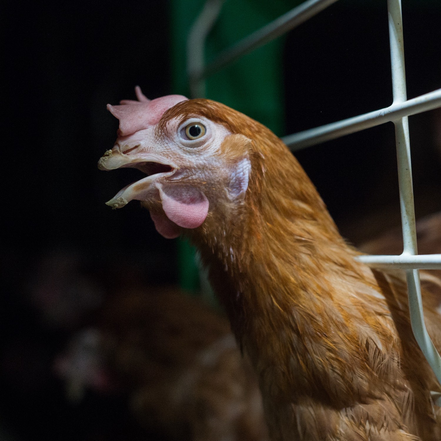 Hen vocalizing inside a battery cage in a poultry facility.