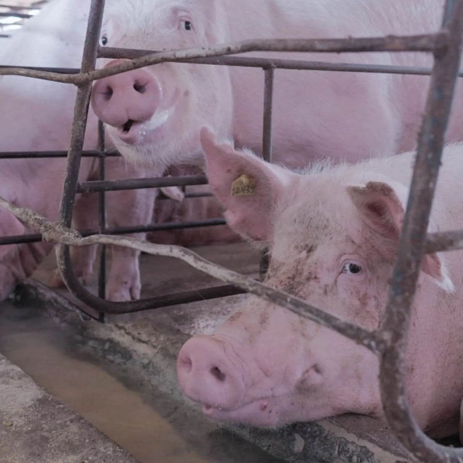 New investigation: Scandal on pig farms in Brazil 1 New investigation: Scandal on pig farms in Brazil