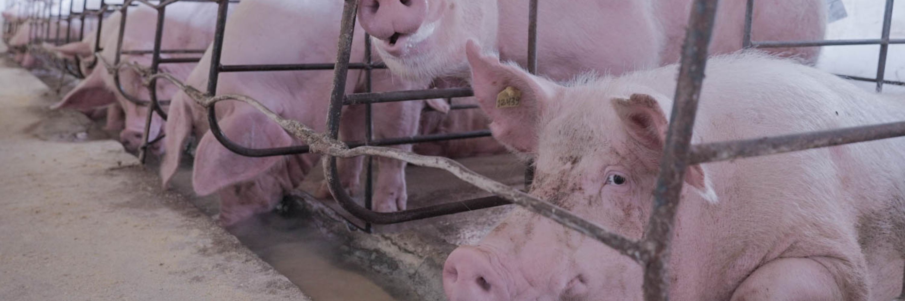 Pigs in cages Brazil