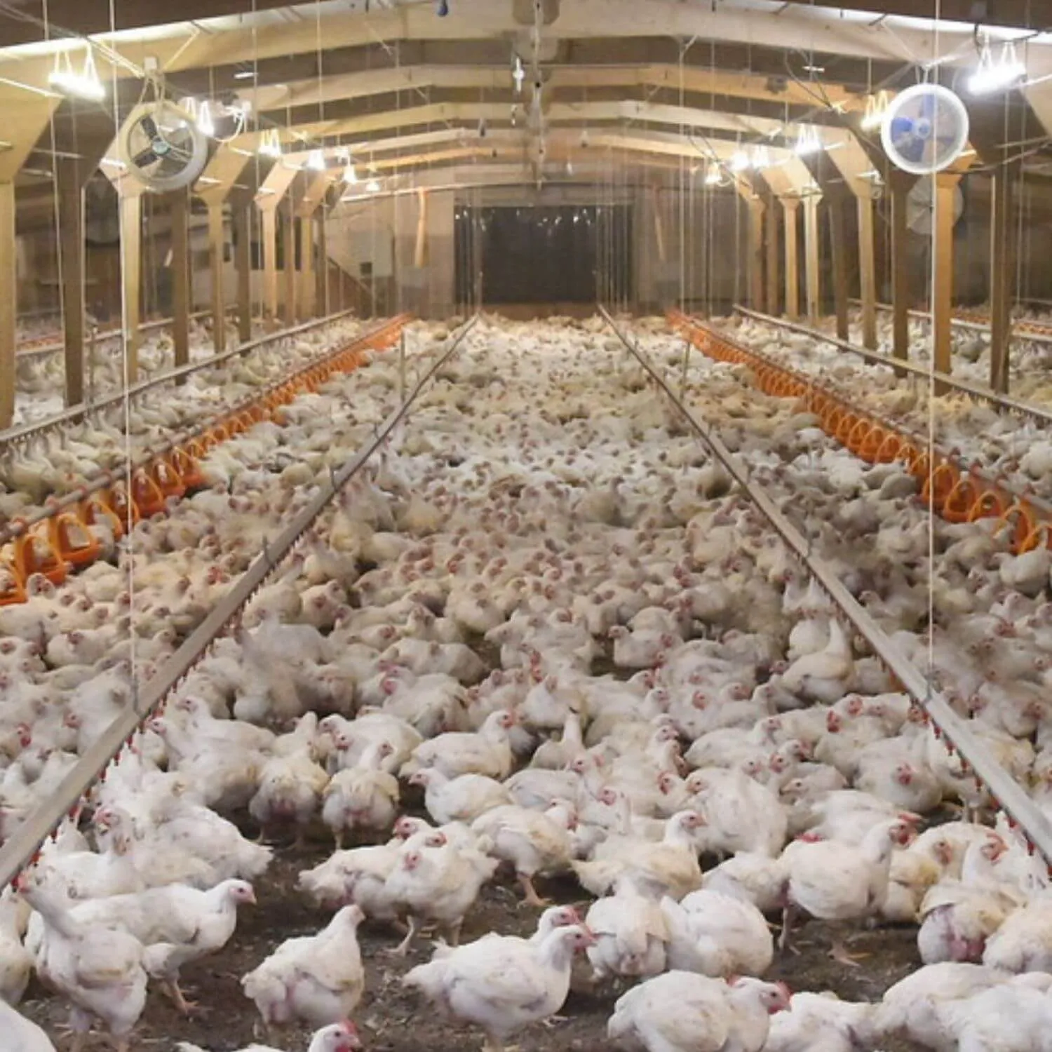 Chickens in farm
