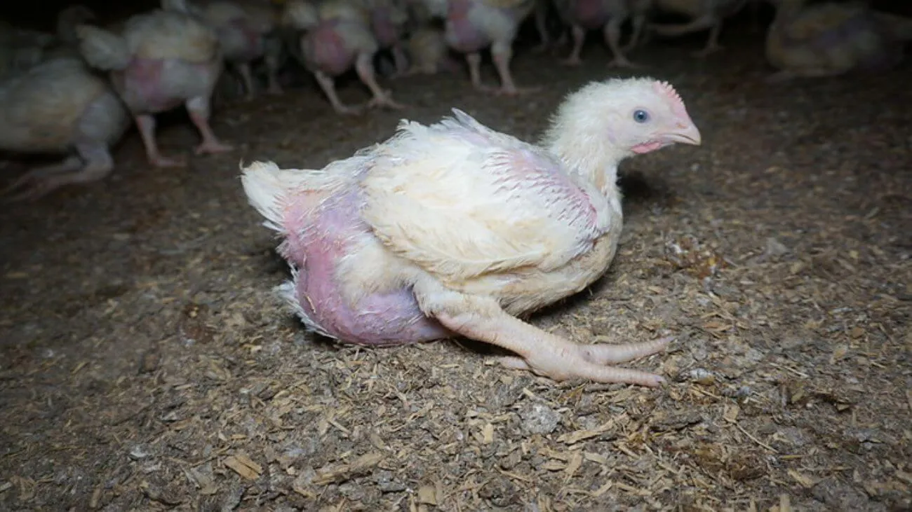 Sick chicken in farm
