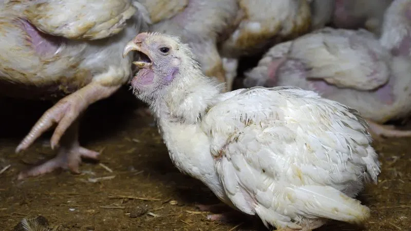 Single chicken in farm
