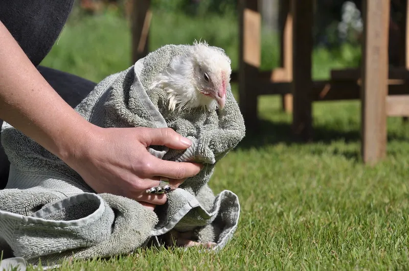 Chicken being cradled in a towel