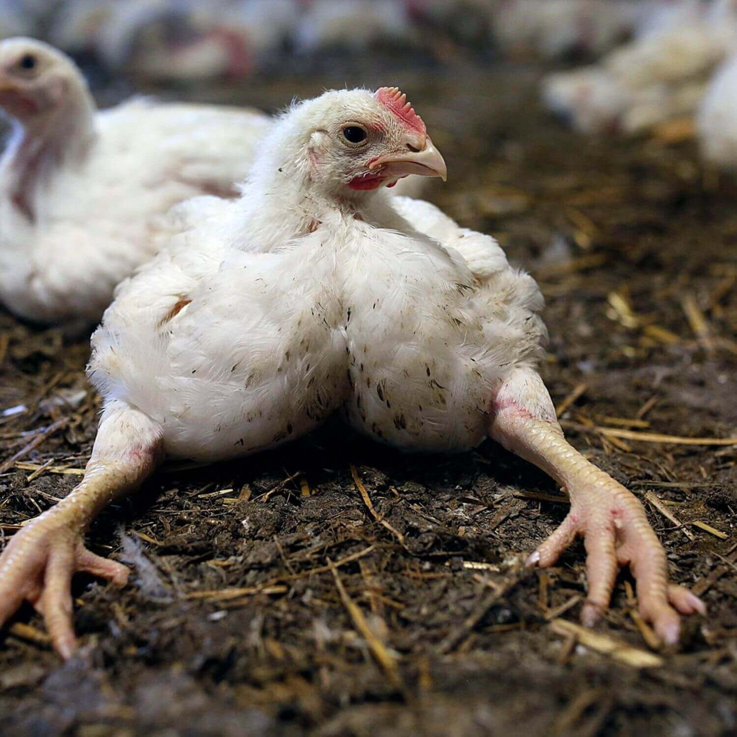 Lame Chicken on farm floor