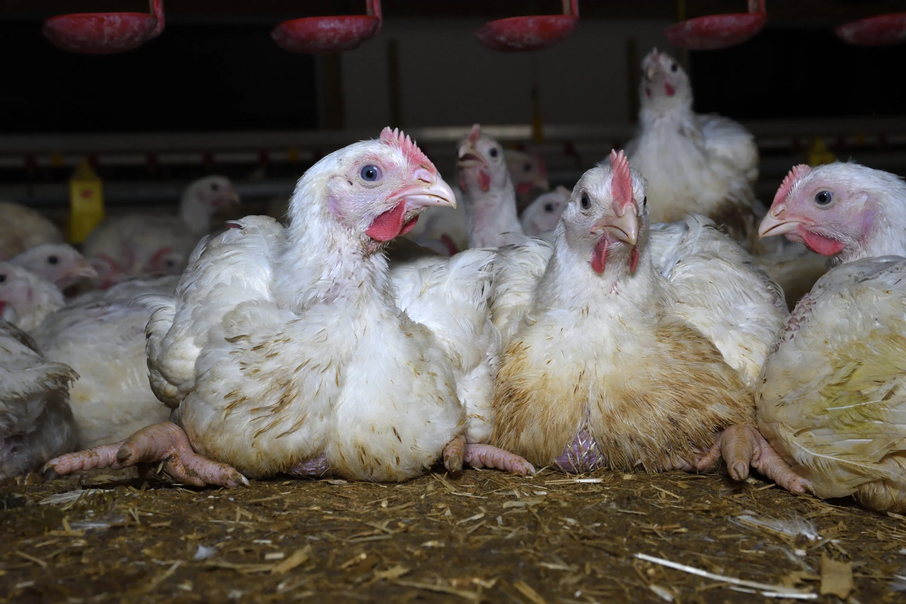 Chickens on farm floor
