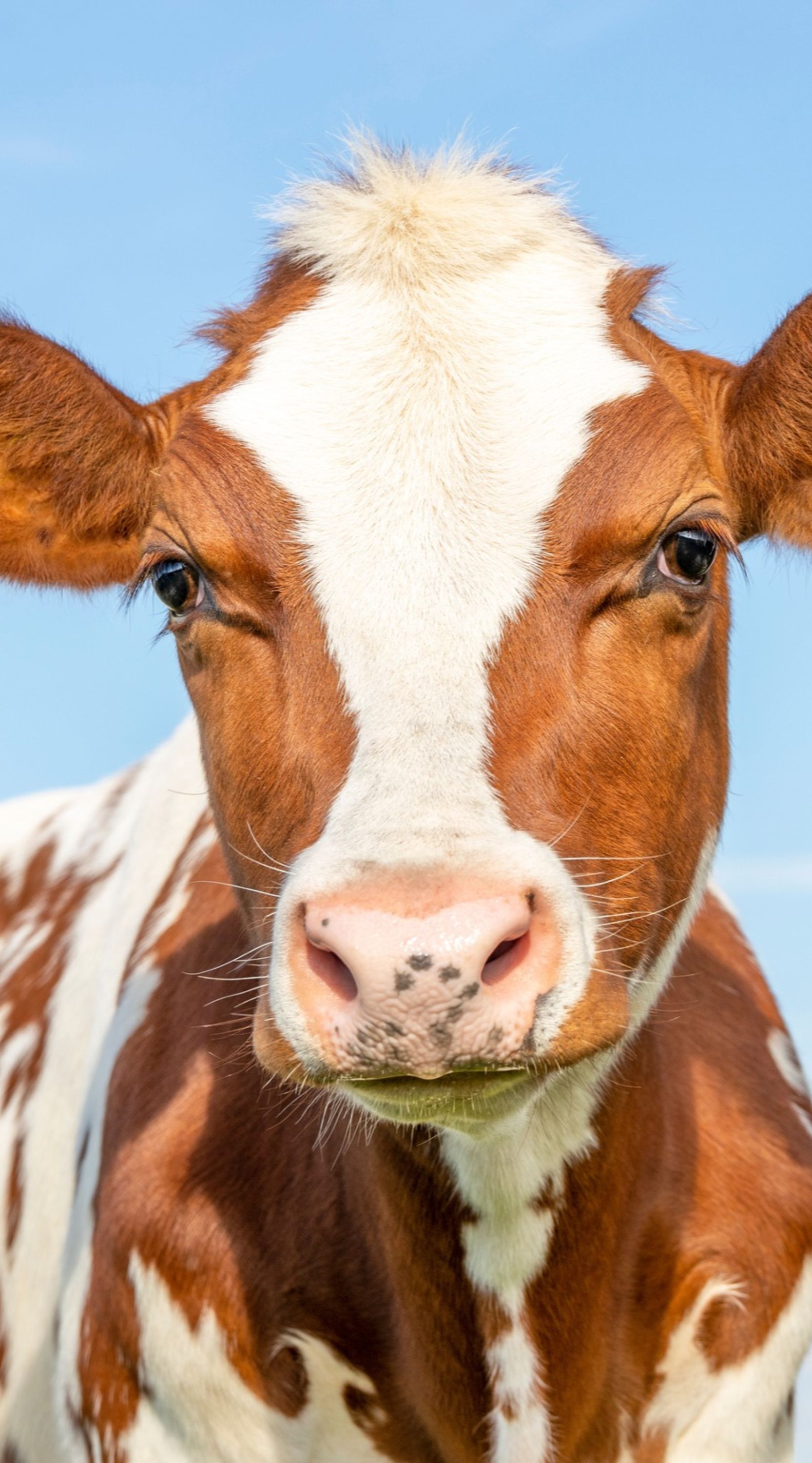 Stock image of a cow