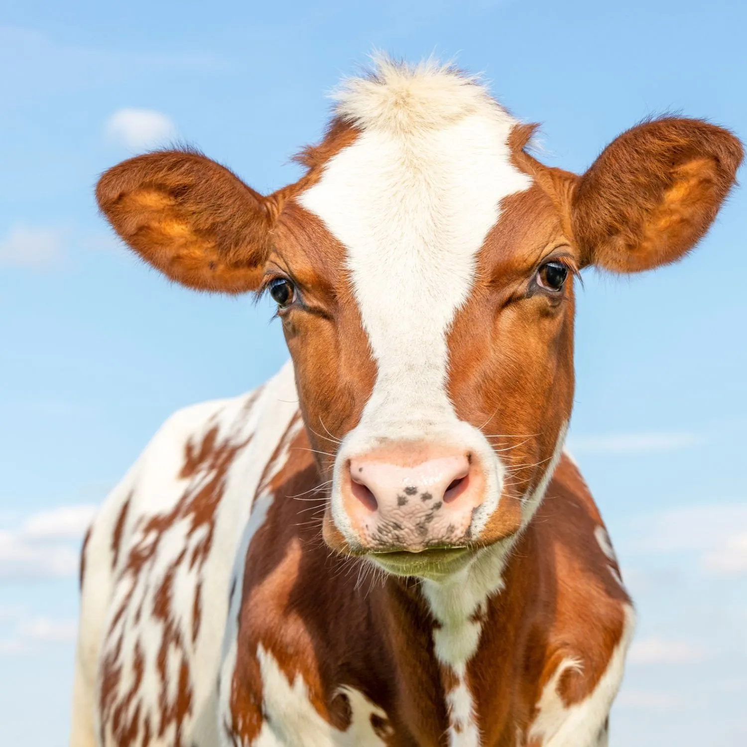 Every Cow Is Someone: The Individual Lives of Cows