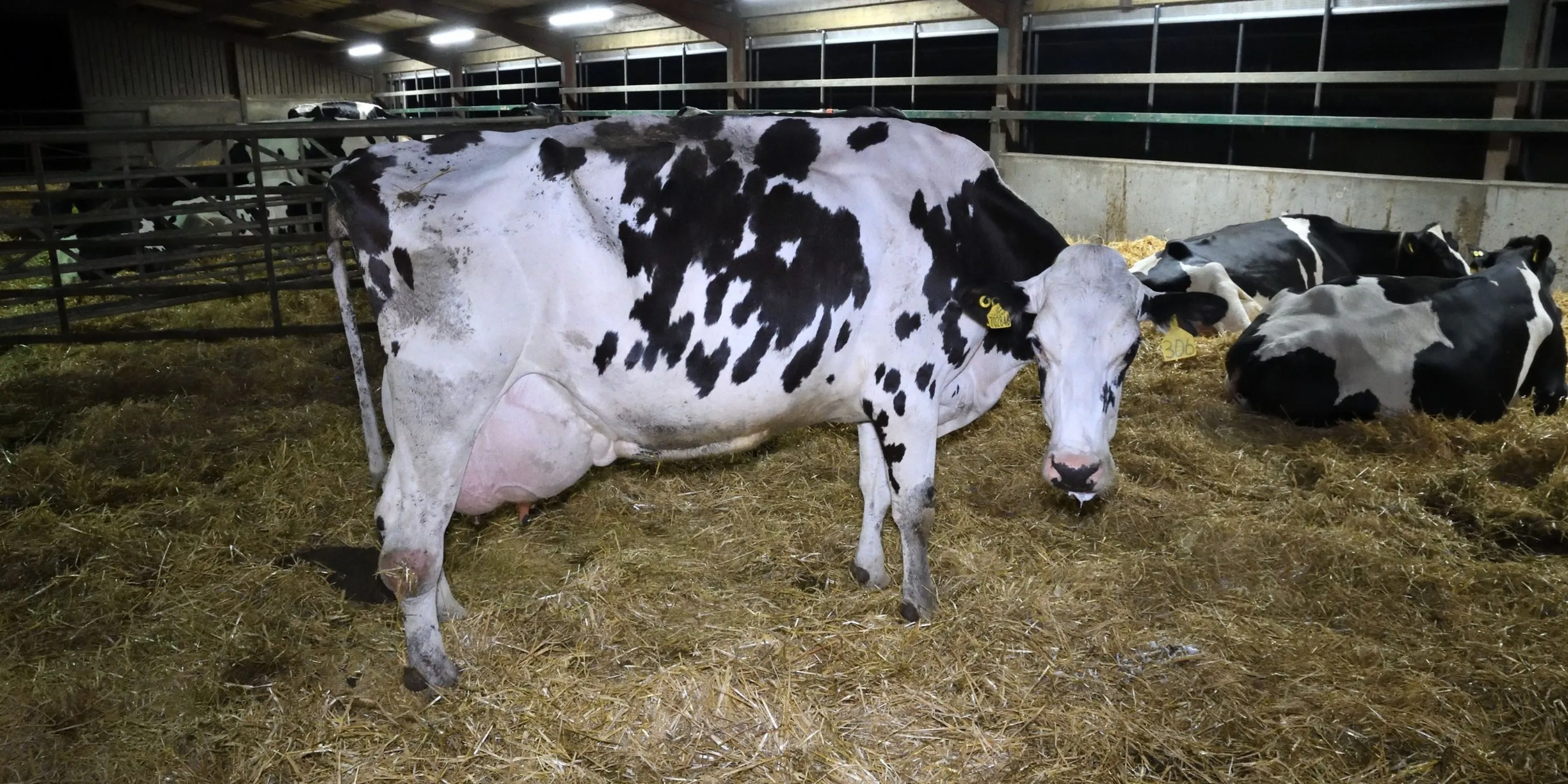 A cow exploited by the dairy industry standing in a dimly lit shed