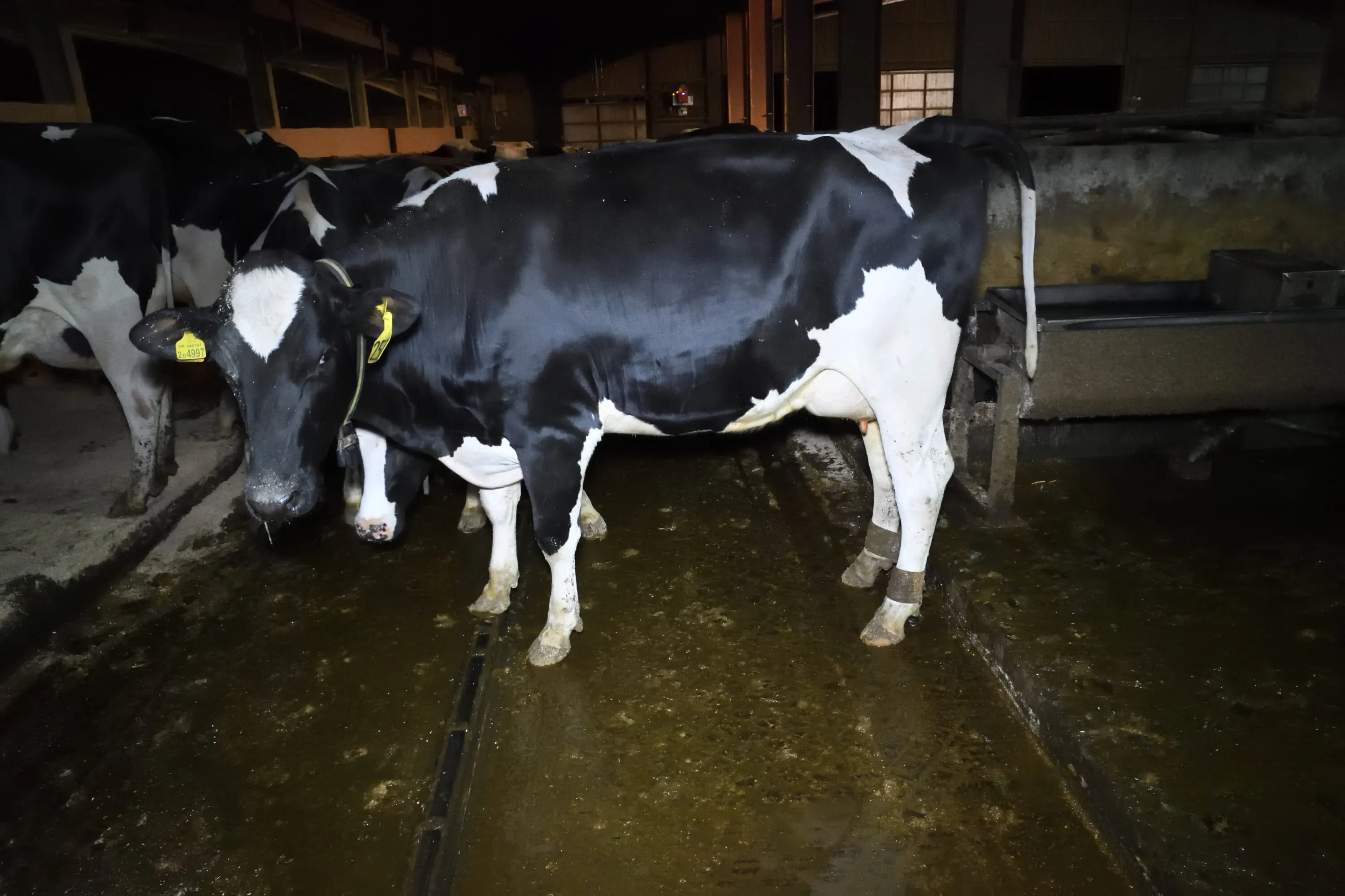 Holstein Friesian cows stand in a dark, indoor facility at Coombe Farm Organic Dairy, an intensive farming operation investigated by Animal Equality. The cows are standing on a hard, wet floor covered in slurry and waste.