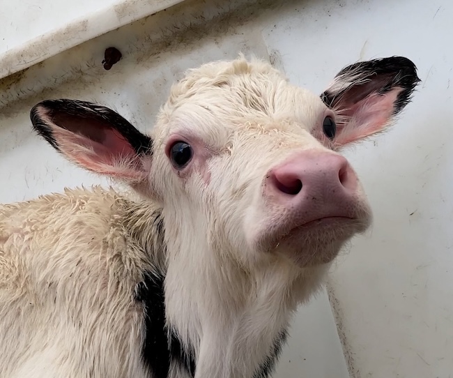 Image of a cow