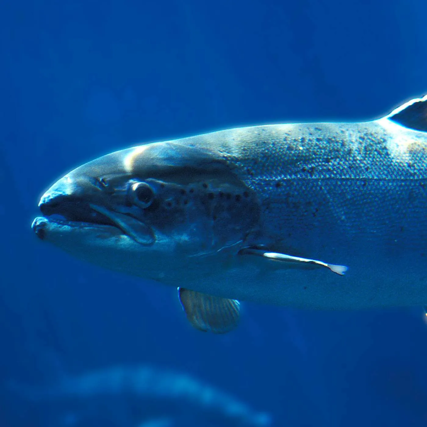 salmon